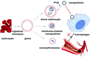 Graphical abstract: Erythrocytes in nanomedicine: an optimal blend of natural and synthetic materials