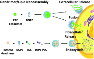Graphical abstract: Fabrication of dendrimer-releasing lipidic nanoassembly for cancer drug delivery