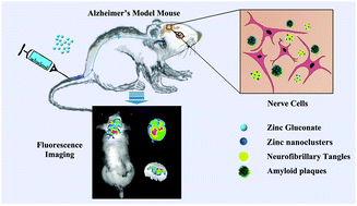 Graphical abstract: In vivo target bio-imaging of Alzheimer's disease by fluorescent zinc oxide nanoclusters