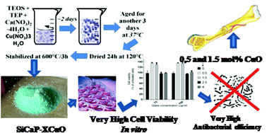 Graphical abstract: Bioactive and biocompatible copper containing glass-ceramics with remarkable antibacterial properties and high cell viability designed for future in vivo trials