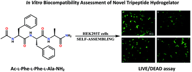 Graphical abstract: Synthesis, characterization and in vitro biocompatibility assessment of a novel tripeptide hydrogelator, as a promising scaffold for tissue engineering applications