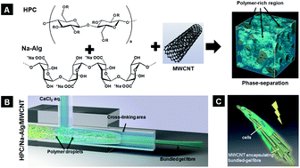Graphical abstract: Multiwalled carbon nanotube reinforced biomimetic bundled gel fibres