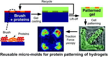 Graphical abstract: Fast and robust fabrication of reusable molds for hydrogel micro-patterning