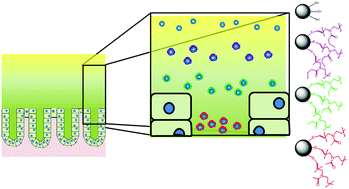 Graphical abstract: Side chain variations radically alter the diffusion of poly(2-alkyl-2-oxazoline) functionalised nanoparticles through a mucosal barrier