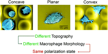Graphical abstract: Convex and concave micro-structured silicone controls the shape, but not the polarization state of human macrophages
