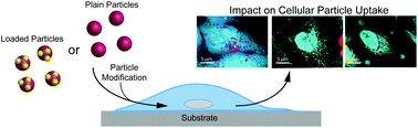 Graphical abstract: Cellular uptake of drug loaded spider silk particles