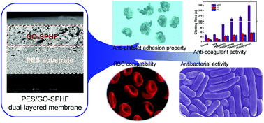 Graphical abstract: Graphene oxide and sulfonated polyanion co-doped hydrogel films for dual-layered membranes with superior hemocompatibility and antibacterial activity