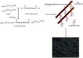 Graphical abstract: A collagen telopeptide binding peptide shows potential in aiding collagen bundle formation and fibril orientation