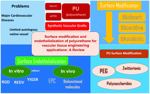 Graphical abstract: Surface modification and endothelialization of polyurethane for vascular tissue engineering applications: a review