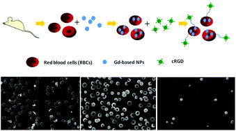 Graphical abstract: Gd2O3 and GH combined with red blood cells to improve the sensitivity of contrast agents for cancer targeting MR imaging