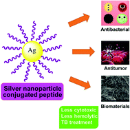 Graphical abstract: Peptides conjugated to silver nanoparticles in biomedicine – a “value-added” phenomenon