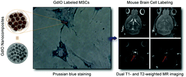 Graphical abstract: Gadolinium hybrid iron oxide nanocomposites for dual T1- and T2-weighted MR imaging of cell labeling