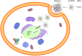 Graphical abstract: Multifunctional PEI-entrapped gold nanoparticles enable efficient delivery of therapeutic siRNA into glioblastoma cells
