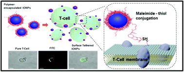 Graphical abstract: Polyaspartamide-based graft copolymers encapsulating iron oxide nanoparticles for imaging and fluorescence labelling of immune cells
