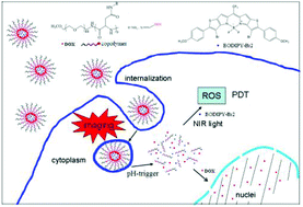 Graphical abstract: NIR imaging-guided combined photodynamic therapy and chemotherapy by a pH-responsive amphiphilic polypeptide prodrug