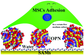 Graphical abstract: The correlation between osteopontin adsorption and cell adhesion to mixed self-assembled monolayers of varying charges and wettability