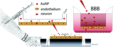 Graphical abstract: Gold nanoparticle interactions with endothelial cells cultured under physiological conditions