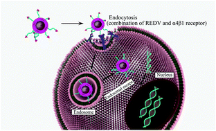 Graphical abstract: Star-shaped copolymer grafted PEI and REDV as a gene carrier to improve migration of endothelial cells