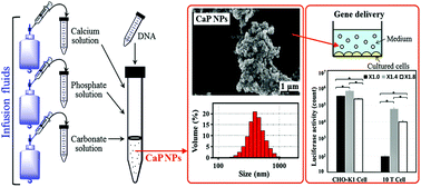 Graphical abstract: Calcium phosphate nanoparticles prepared from infusion fluids for stem cell transfection: process optimization and cytotoxicity analysis