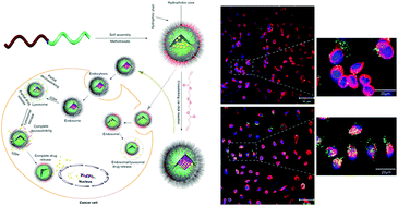 Graphical abstract: Bioreducible cross-linked core polymer micelles enhance in vitro activity of methotrexate in breast cancer cells
