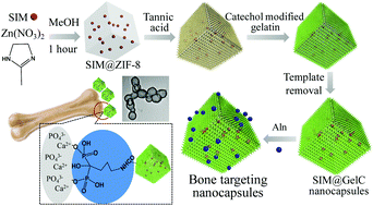 Graphical abstract: Nanocapsules engineered from polyhedral ZIF-8 templates for bone-targeted hydrophobic drug delivery
