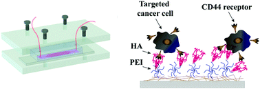 Graphical abstract: Hyaluronic acid-functionalized electrospun PLGA nanofibers embedded in a microfluidic chip for cancer cell capture and culture