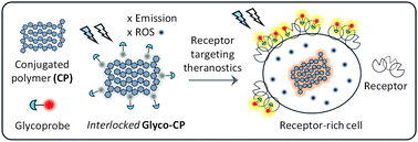Graphical abstract: Interlocked supramolecular glycoconjugated polymers for receptor-targeting theranostics