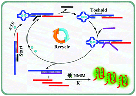 Graphical abstract: A target responsive aptamer machine for label-free and sensitive non-enzymatic recycling amplification detection of ATP