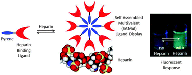 Graphical abstract: Pyrene-based heparin sensors in competitive aqueous media – the role of self-assembled multivalency (SAMul)
