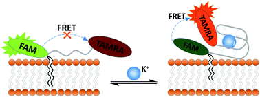 Graphical abstract: A membrane-anchored fluorescent probe for detecting K+ in the cell microenvironment