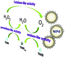 Graphical abstract: Triple-enzyme mimetic activity of nickel–palladium hollow nanoparticles and their application in colorimetric biosensing of glucose