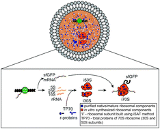 Graphical abstract: Cell-free compartmentalized protein synthesis inside double emulsion templated liposomes with in vitro synthesized and assembled ribosomes