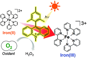 Graphical abstract: Photocatalytic oxidation of iron(ii) complexes by dioxygen using 9-mesityl-10-methylacridinium ions