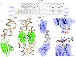 Graphical abstract: X-ray structure of a lectin-bound DNA duplex containing an unnatural phenanthrenyl pair