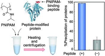 Graphical abstract: Affinity-based thermoresponsive precipitation of proteins modified with polymer-binding peptides