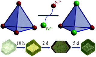 Graphical abstract: Metal-center exchange of tetrahedral cages: single crystal to single crystal and spin-crossover properties