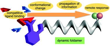 Graphical abstract: Dynamic foldamer chemistry