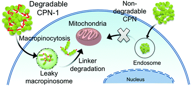Graphical abstract: Mitochondria-specific conjugated polymer nanoparticles