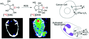 Graphical abstract: [11C]Ascorbic and [11C]dehydroascorbic acid, an endogenous redox pair for sensing reactive oxygen species using positron emission tomography