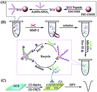 Graphical abstract: An electrochemical peptide cleavage-based biosensor for matrix metalloproteinase-2 detection with exonuclease III-assisted cycling signal amplification
