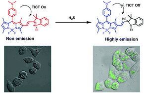 Graphical abstract: A TICT-based fluorescent probe for rapid and specific detection of hydrogen sulfide and its bio-imaging applications