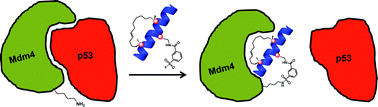 Graphical abstract: Proximity-enabled bioreactivity to generate covalent peptide inhibitors of p53–Mdm4