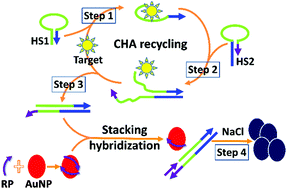 Graphical abstract: DNA base-stacking assay utilizing catalytic hairpin assembly-induced gold nanoparticle aggregation for colorimetric protein sensing