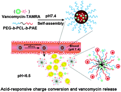 Graphical abstract: A charge-adaptive nanosystem for prolonged and enhanced in vivo antibiotic delivery
