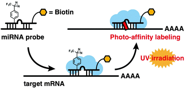 Graphical abstract: Labeling of target mRNAs using a photo-reactive microRNA probe