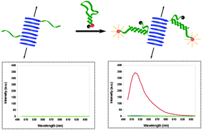 Graphical abstract: A de novo self-assembling peptide hydrogel biosensor with covalently immobilised DNA-recognising motifs