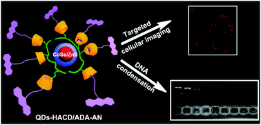 Graphical abstract: Controlled DNA condensation and targeted cellular imaging by ligand exchange in a polysaccharide–quantum dot conjugate