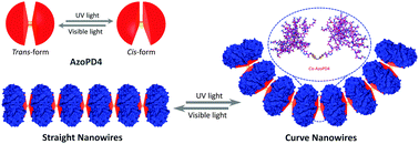 Graphical abstract: Photocontrolled reversible morphology conversion of protein nanowires mediated by an azobenzene-cored dendrimer