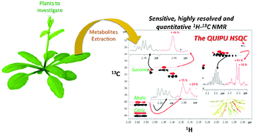 Graphical abstract: Sensitive, highly resolved, and quantitative 1H–13C NMR data in one go for tracking metabolites in vegetal extracts