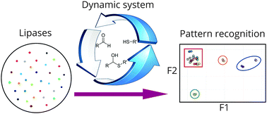 Graphical abstract: Enzyme classification using complex dynamic hemithioacetal systems